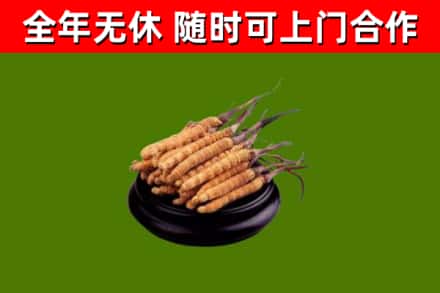 五华回收散虫草